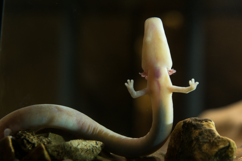 A mature olm (image: Iztok Medja)